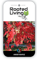 Amur Maple Tree