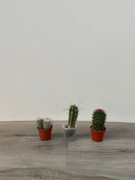 Assorted Cacti