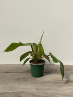 Philodendron 'Fuzzy Petiole'