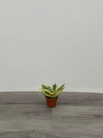 Sansevieria 'Hahnii'
