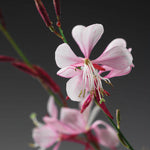 Guara 'Stratosphere™ Pink Picotee'