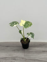 Monstera 'Creme Brulee'