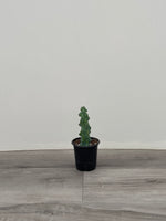 Cactus 'Fukurokuryuzinboku'. AKA Boobie