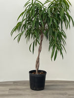 Ficus Standard
