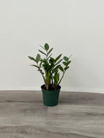 Zamioculcas 'Green ZZ'