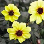 Dahlia 'Mystic Illusion'