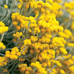 Strawflower 'Flambe® Yellow'