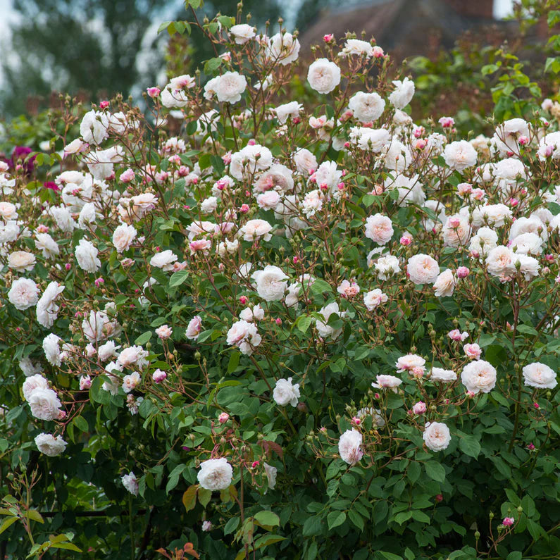 David Austin Rose 'The Albrighton Rambler'