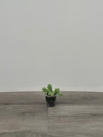 Burro's Tail