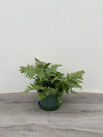 Autumn Fern 'Dryopteris erythrosora'