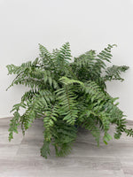 Macho Fern