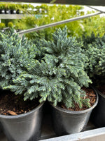 Juniper 'Blue Star'