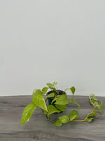 Golden Pothos