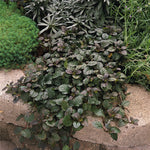 Ajuga Bugleweed 'Bronze Beauty'