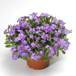 Arabis Rock Cress 'Blue Carpet'