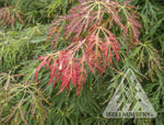 Acer 'Ice Dragon'