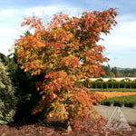 Acer 'Arctic Jade'