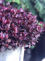 Alternanthera 'Choco Chili'