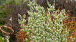Serviceberry 'Standing Ovation'