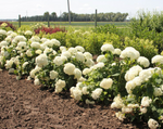 Hydrangea 'Annabelle'