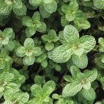 Mint 'Apple'