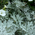 Artemisia 'Sea Salt'