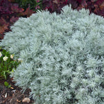 Artemisia 'Silver Mound'
