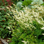 Aruncus 'Dwarf Goats Beard'
