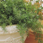 Asparagus Fern