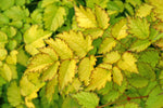 Astilbe 'Color Flash Lime'