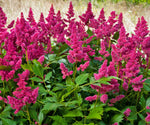 Astilbe 'Veronica Klose'