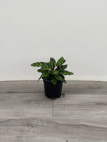 Calathea Rattlesnake