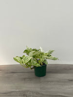 Marble Queen Pothos