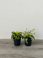 Dracena Dragon Tree - asst