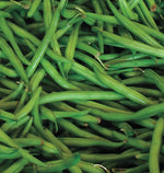 Blue Lake Bean