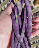 Purple Peacock Bean