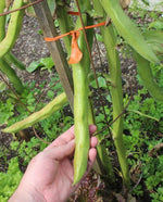 Windsor Beans