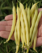 Gold Rush Yellow Wax Bean