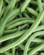 Ferrari Bean