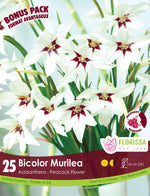 Acidanthera