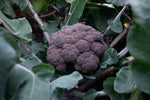 Purple Magic Broccoli