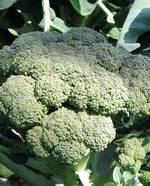 Calabrese Certified Organic Broccoli