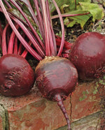 Red Ace Beet
