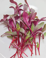 Microgreens Beets