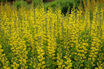 American Goldfinch False Indigo
