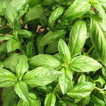 Basil 'Sweet'