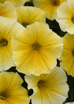 Petunia 'Bee's Knees'