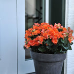 Begonia ' Rieger' Series