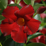 Dipladenia 'Summerstar' Series