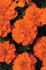 Marigold 'Bonanza' Series